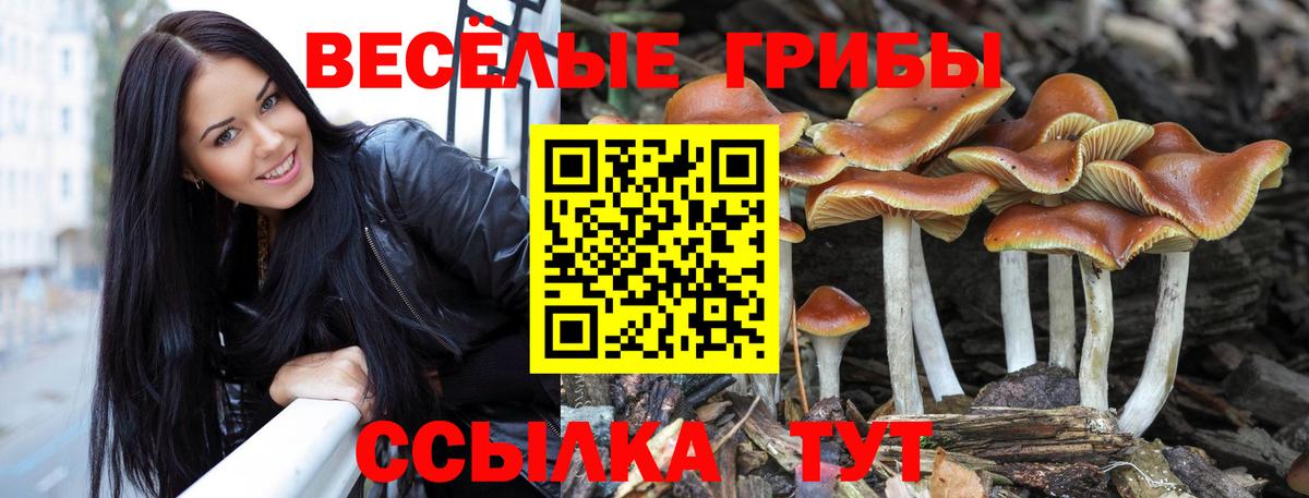 купить   Галлюциногенные грибы мухоморы  Вход с VPN  Вологда 